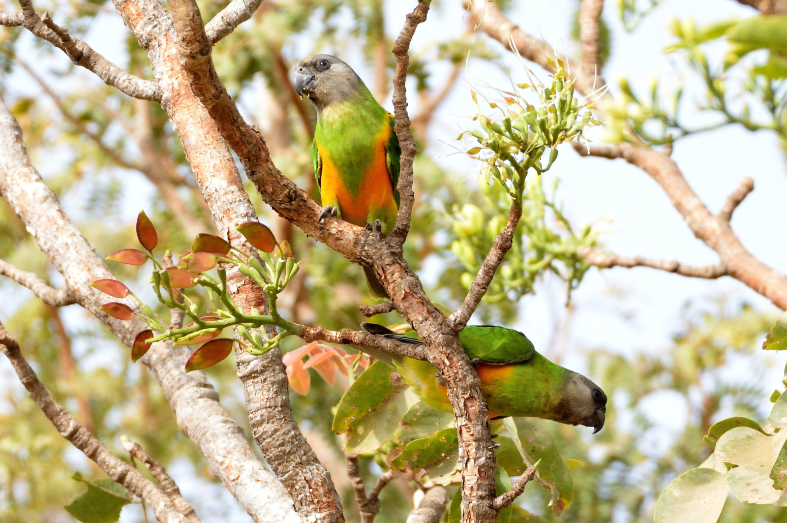 image Senegal Parrot